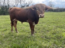 C6 Country Boy