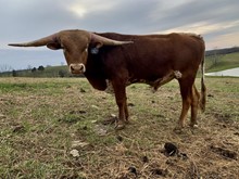 C6 Country Boy