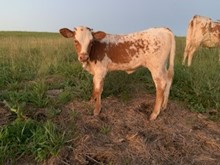 OTR American Prairie 